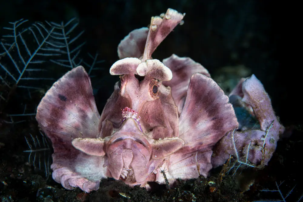 Pangolin Photo Challenge 2025 Roxanne, Streatfeild Rhinopias and Friend, by Roxanne Streatfield