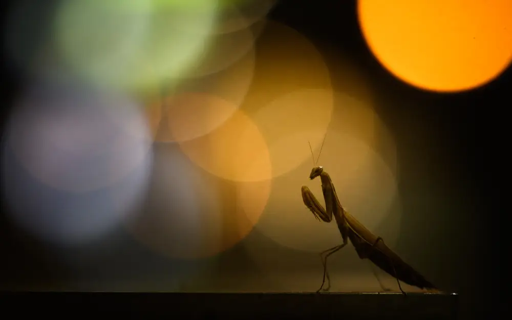 Pangolin Photo Challenge 2025 – Diana Schmies Prey-à Porter, by Diana Schmies