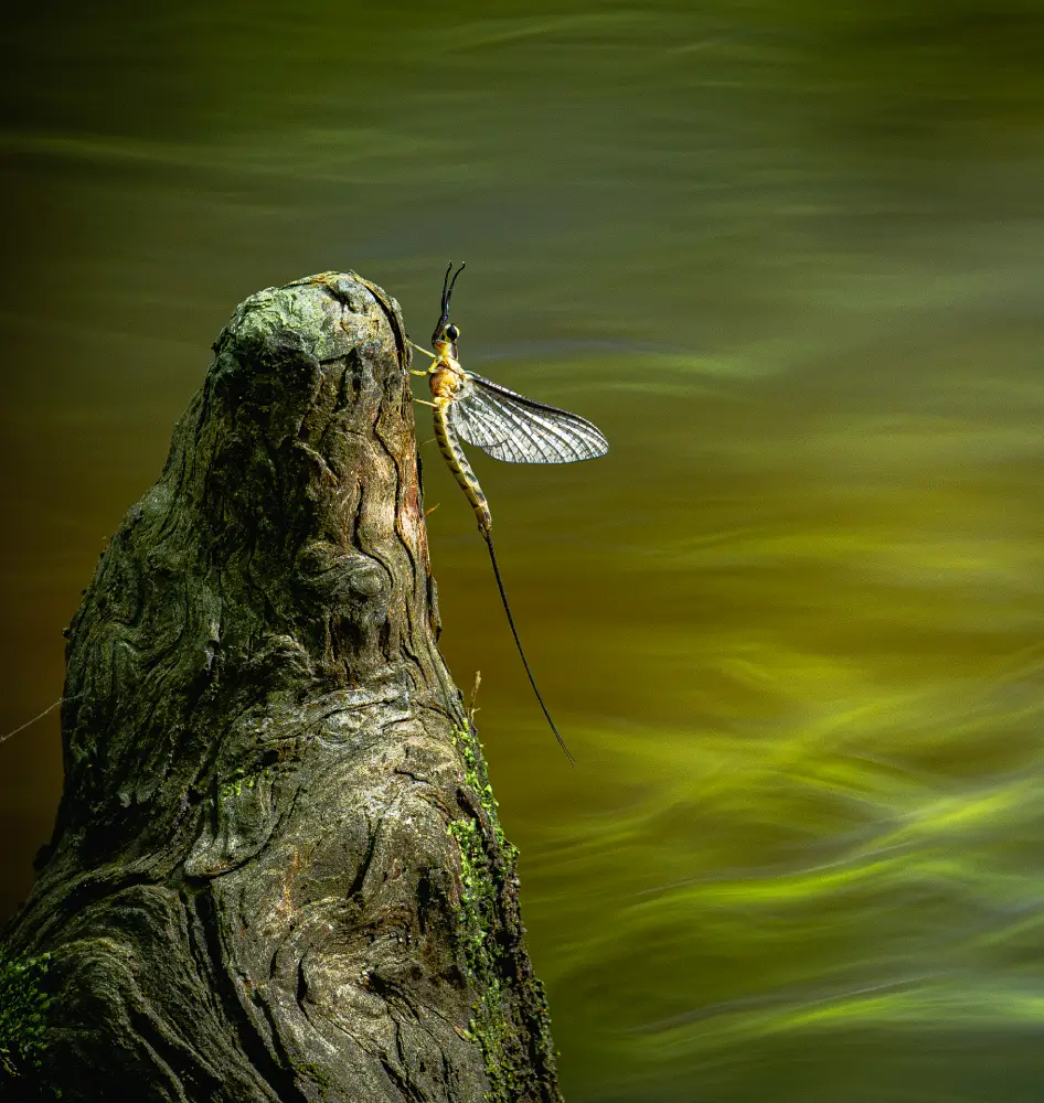 Pangolin Photo Challenge 2025 – Conrad Peloquin Fish Bait, by Conrad Peloquin