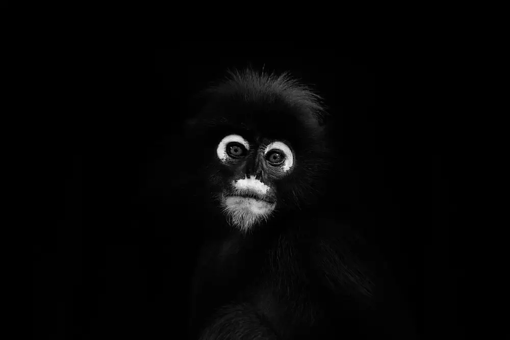 Pangolin Photo Challenge 2025 – Filippo Tobbi Between Light & Shadow, by Filippo Tobbi