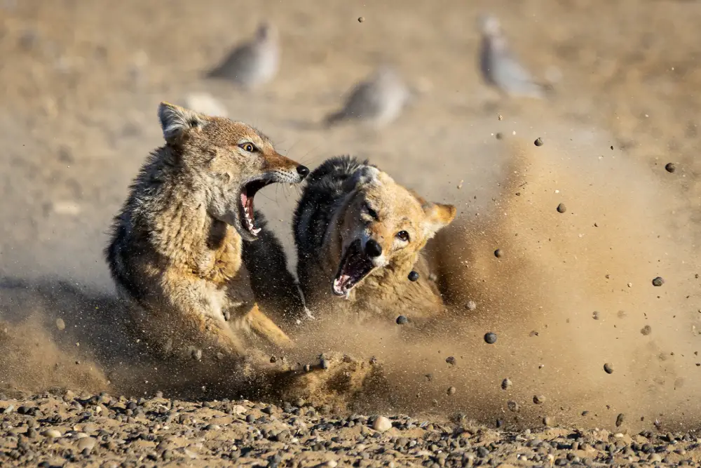 Jackal Altercation, by Christa Heitmuller