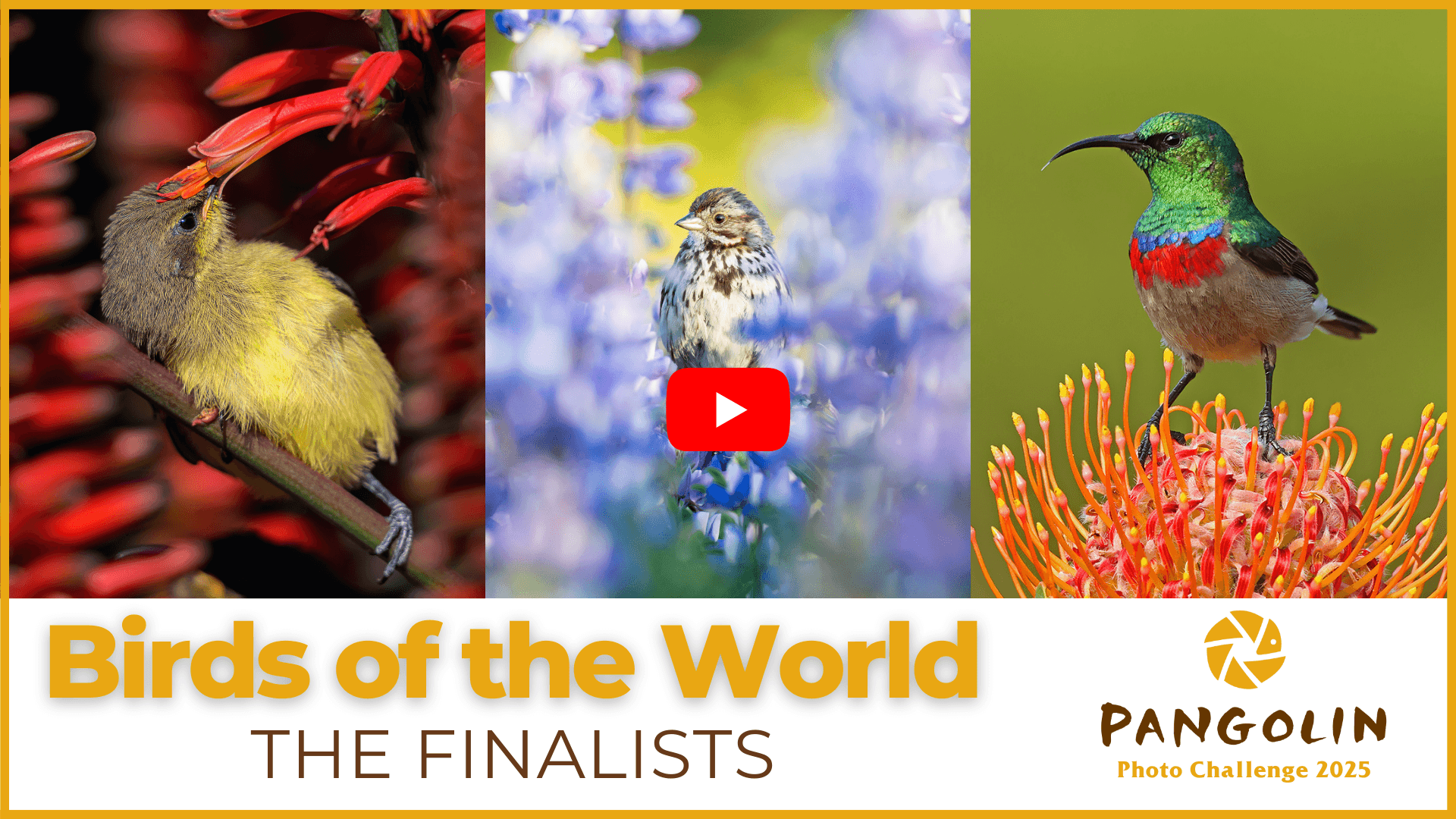 Pangolin Photo Challenge 2025 - Birds of the World