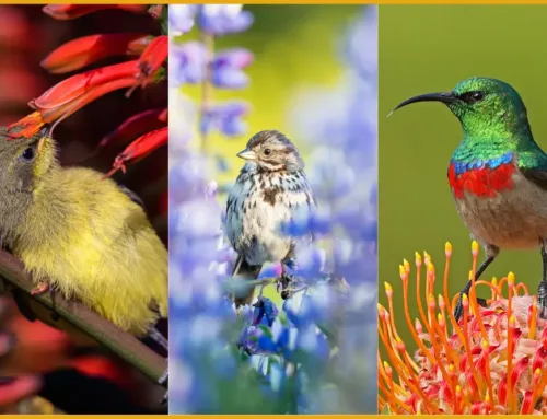 Birds of the World Challenge 2025