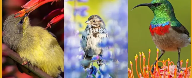 Pangolin Photo Challenge - Birds of the World 2025