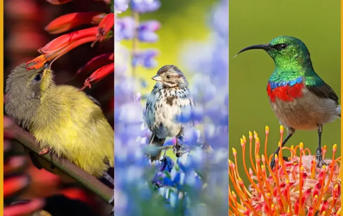 Pangolin Photo Challenge - Birds of the World 2025