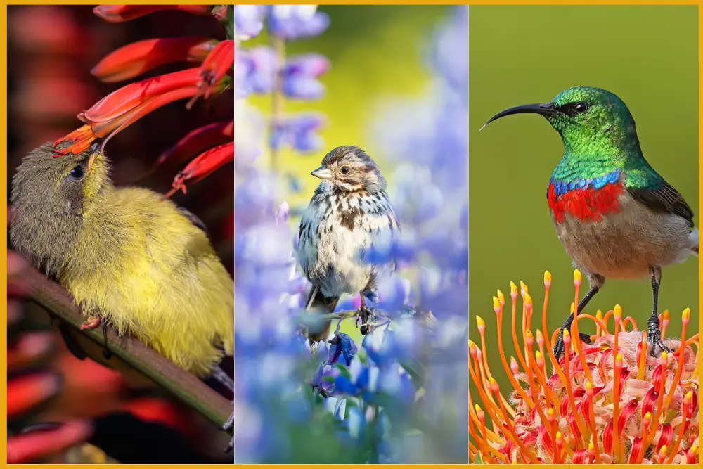 Pangolin Photo Challenge - Birds of the World 2025