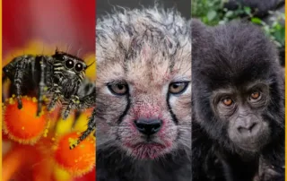 Pangolin Photo Challenge 2025 - Best of 2025