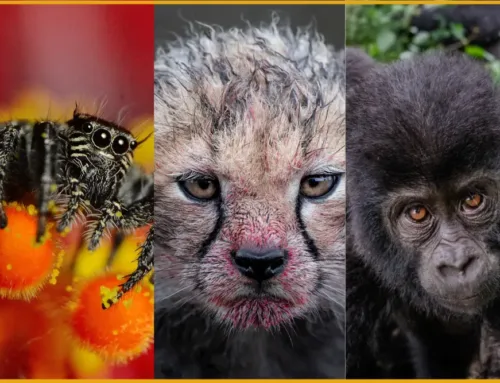 The Best of 2025 Challenge