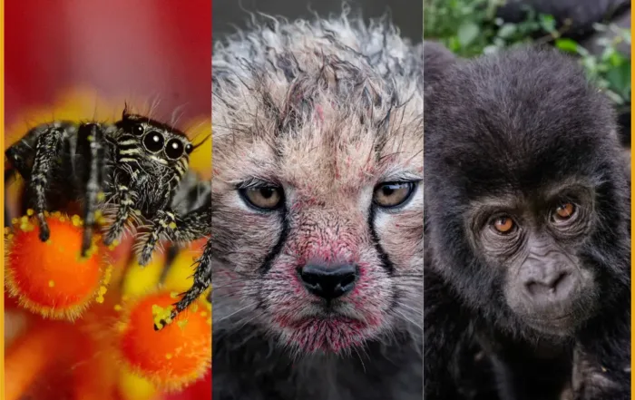 Pangolin Photo Challenge 2025 - Best of 2025