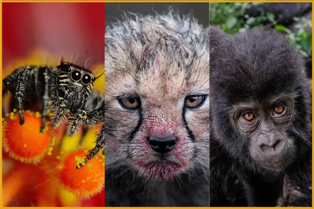 Pangolin Photo Challenge 2025 - Best of 2025