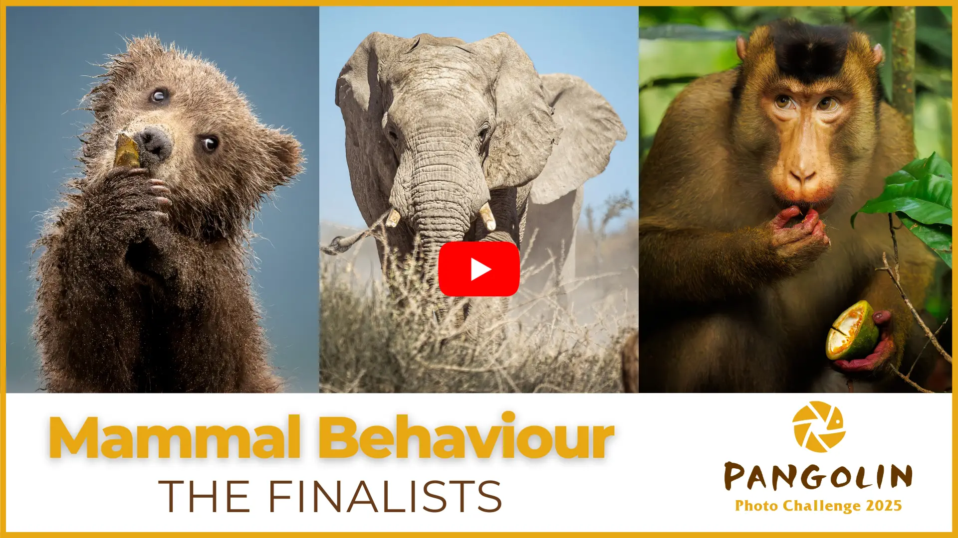 Pangolin Photo Challenge 2025 - Mammal Behaviour