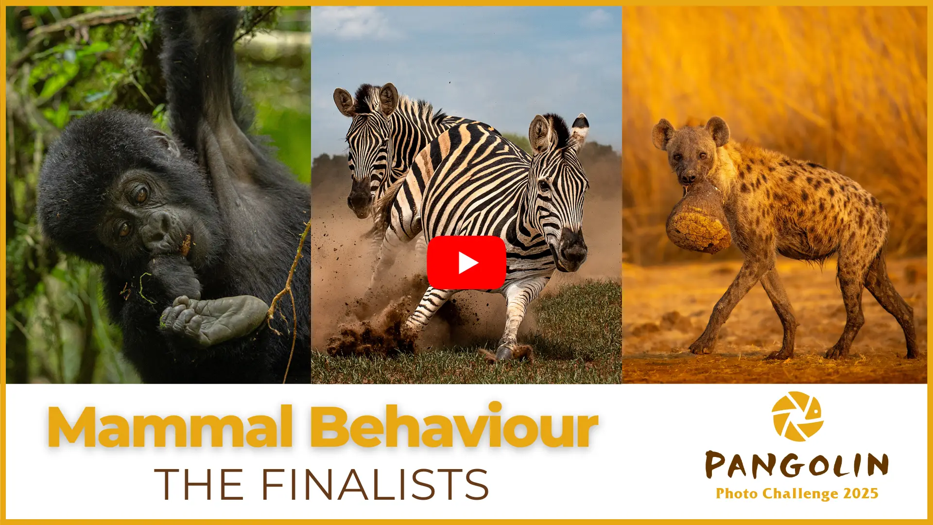 Pangolin Photo Challenge 2025 - Mammal Behaviour