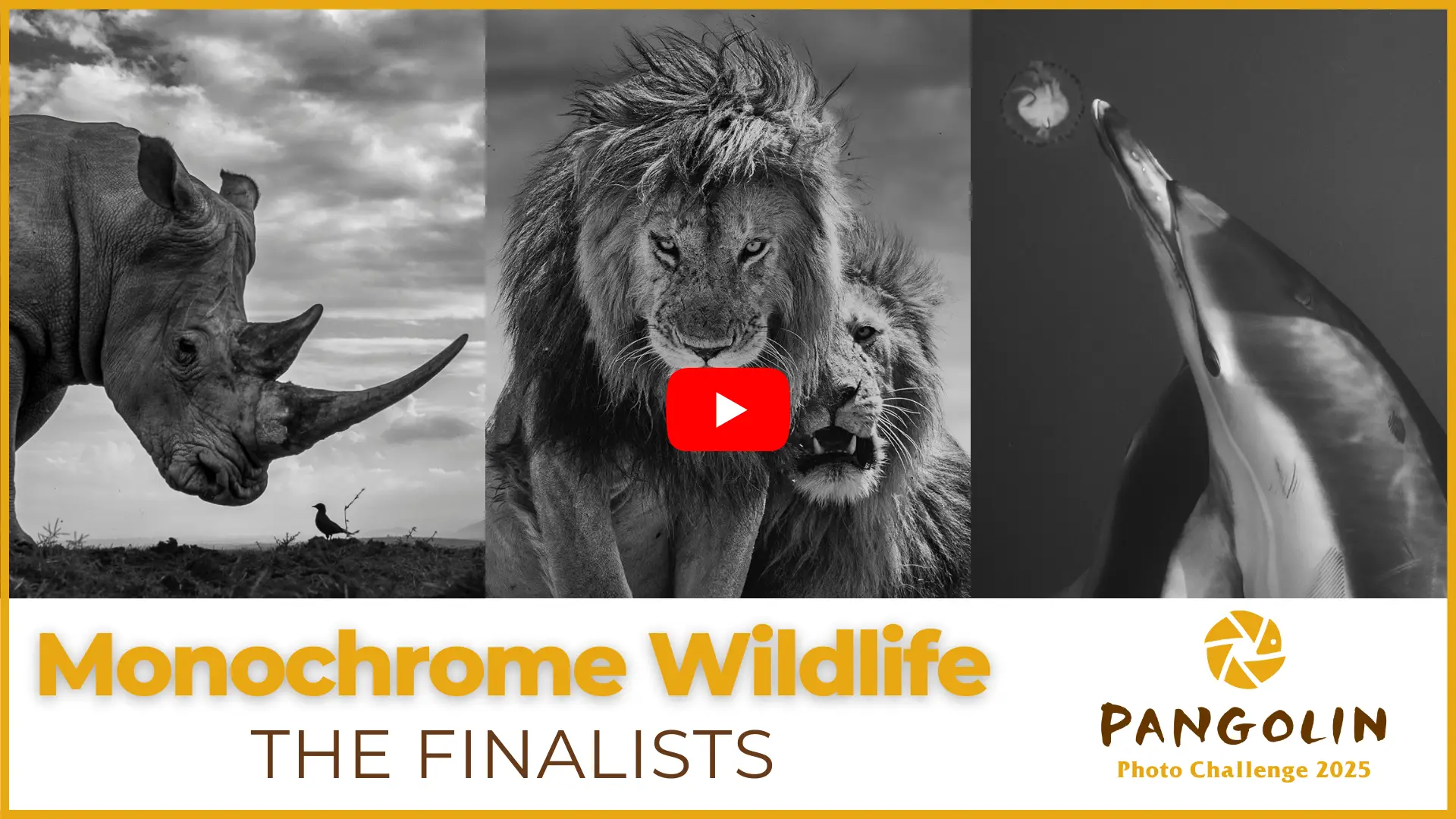 Pangolin Photo Challenge 2025 - Monochrome