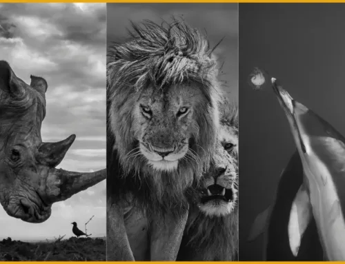 Monochrome Wildlife Challenge 2025