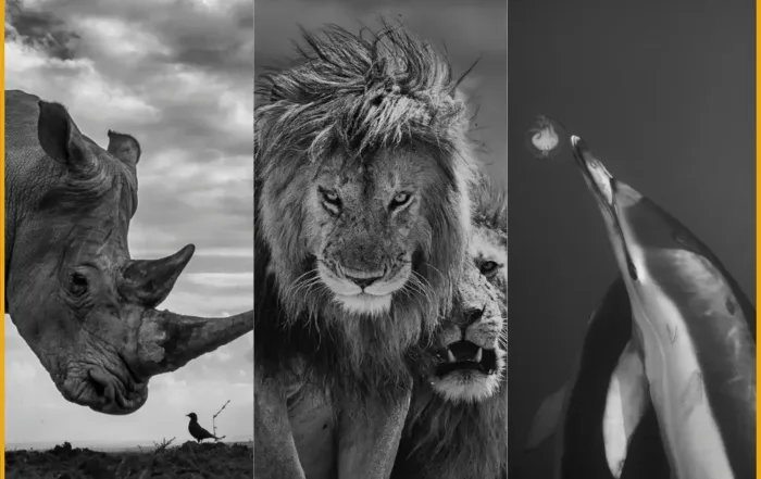 Pangolin Photo Challenge 2025 - Monochrome