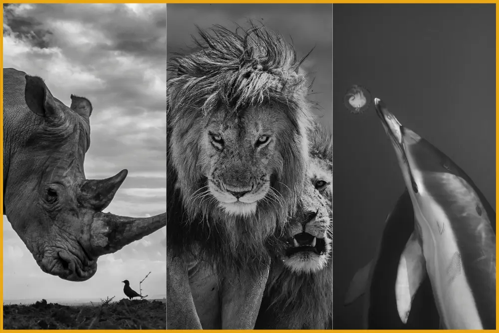 Pangolin Photo Challenge 2025 - Monochrome