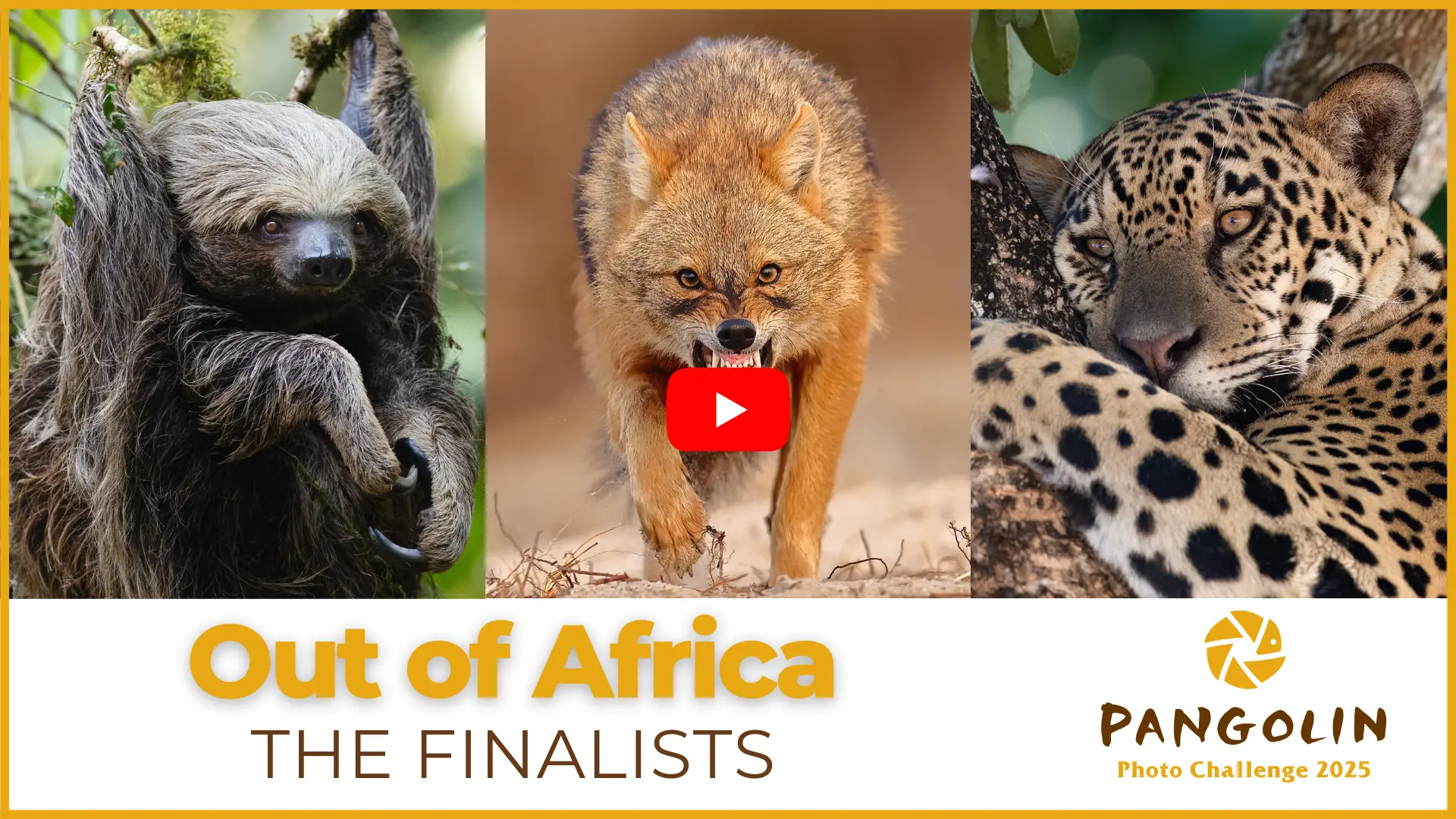 Pangolin Photo Challenge 2025 - Out of Africa