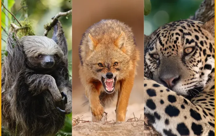 Pangolin Photo Challenge 2025 - Out of Africa