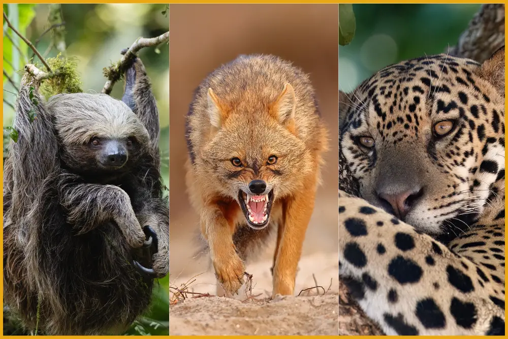 Pangolin Photo Challenge 2025 - Out of Africa