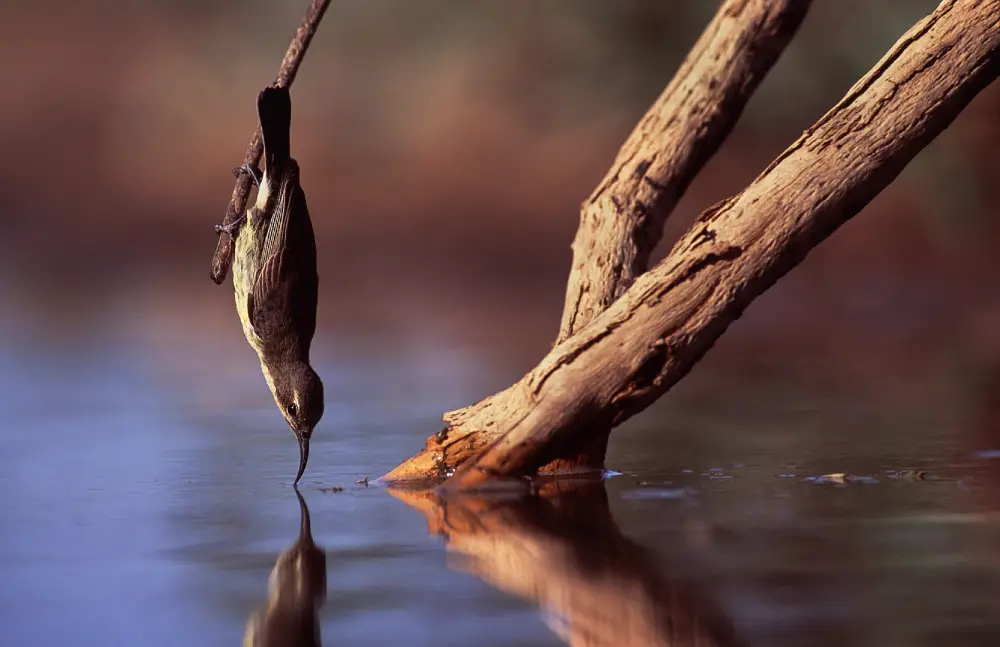 podcast greg du toit image1