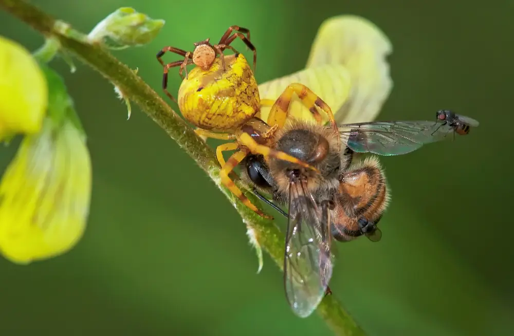 podcast greg du toit image3