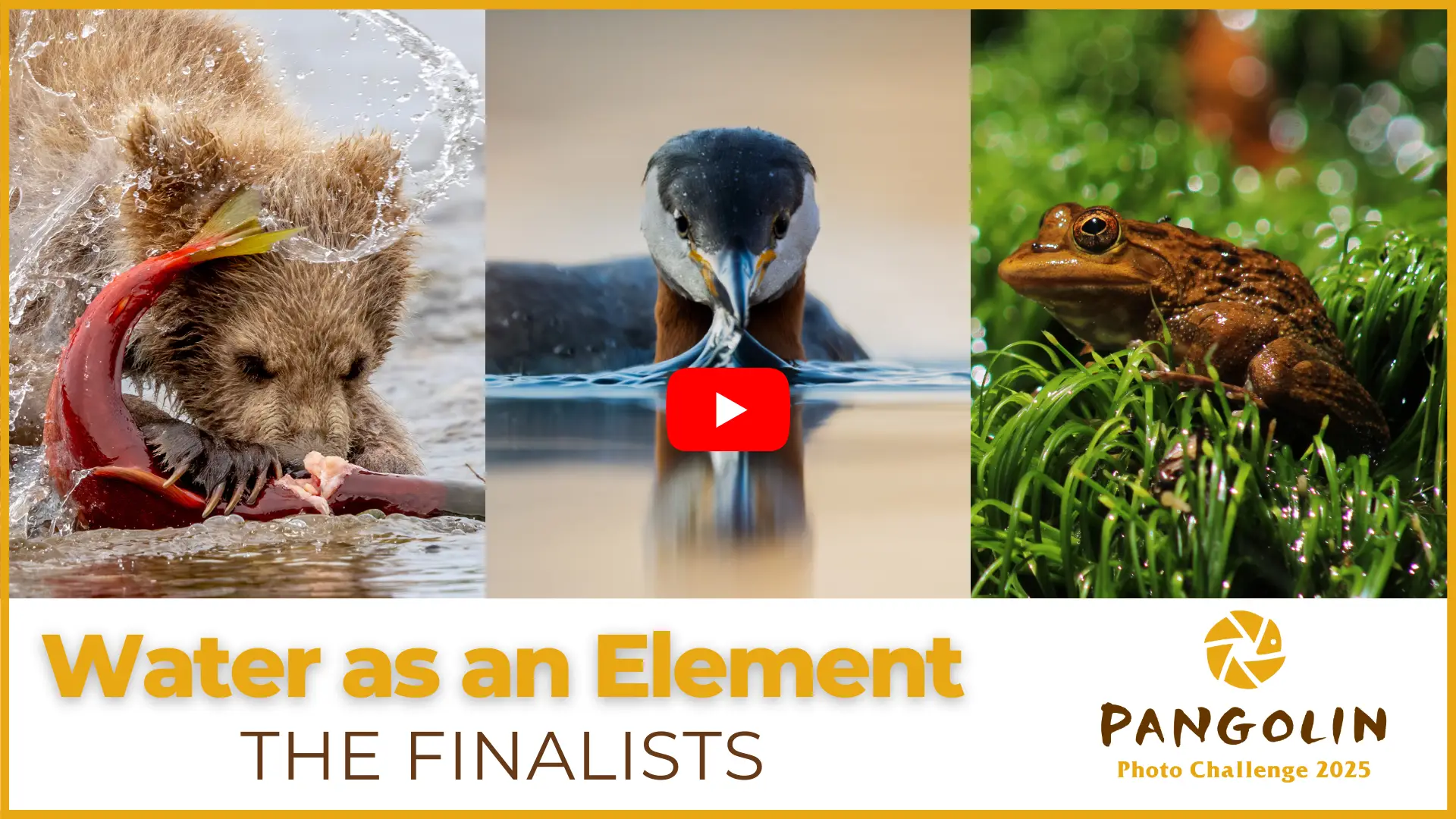 Pangolin Photo Challenge 2025 - Water as an Element