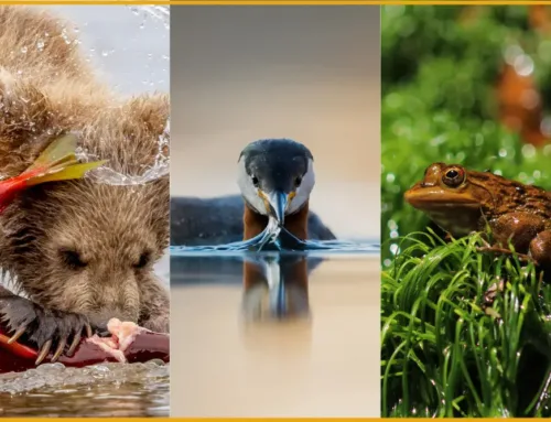 Water as an Element Challenge 2025