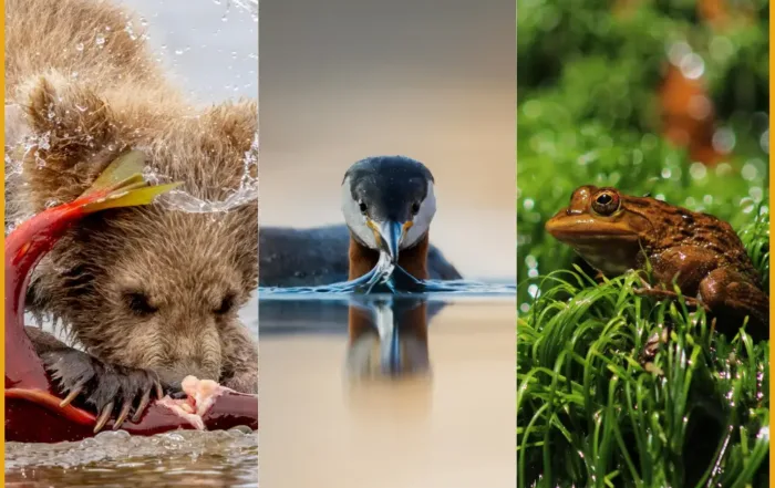Pangolin Photo Challenge 2025 - Water as an Element