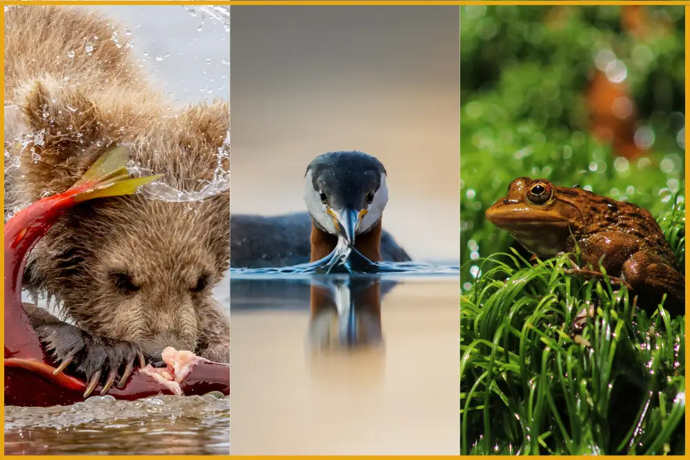 Pangolin Photo Challenge 2025 - Water as an Element