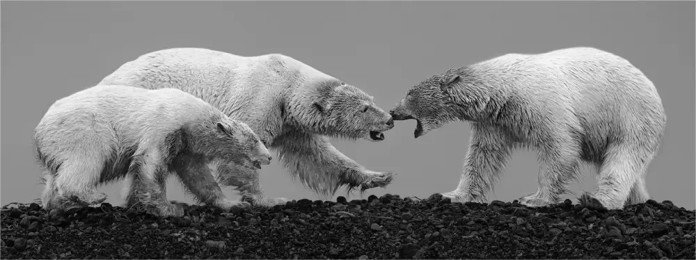 Polar Bear Squabble by Karen Bartosik 
