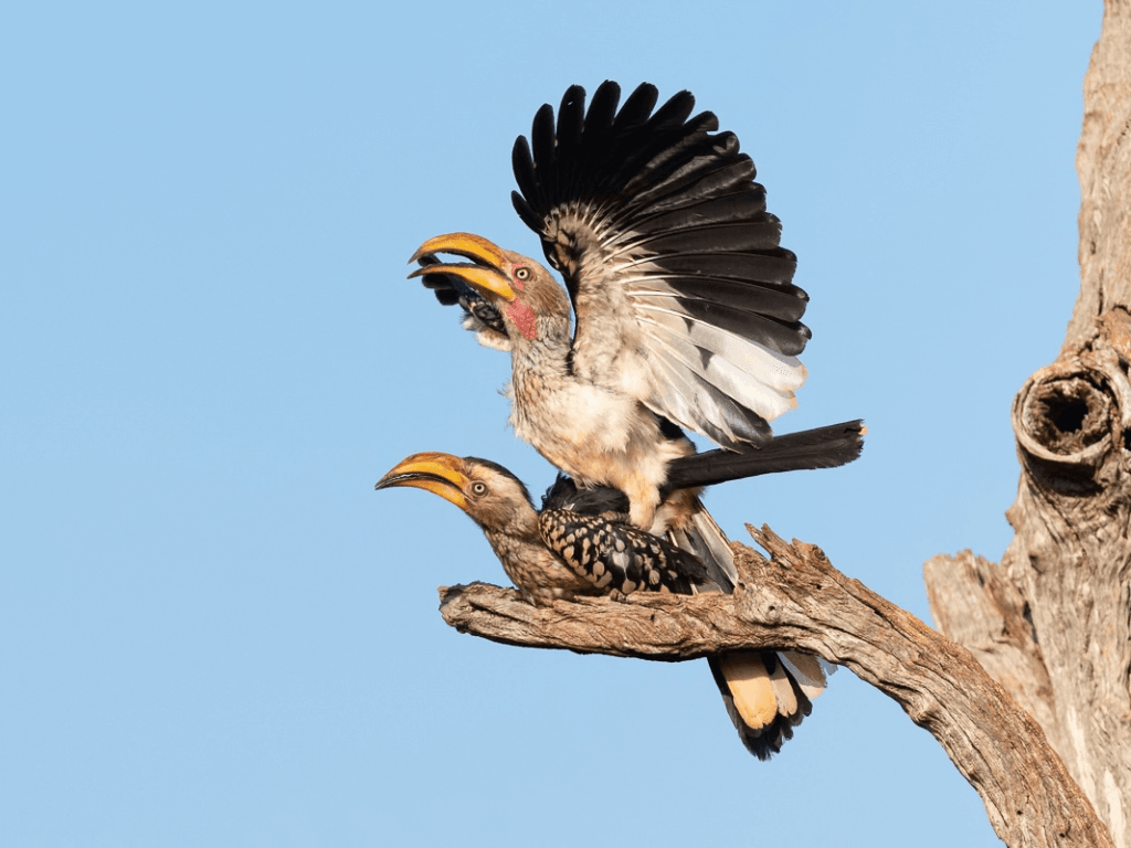 Jaci's Lodges - Madikwe Game Reserve