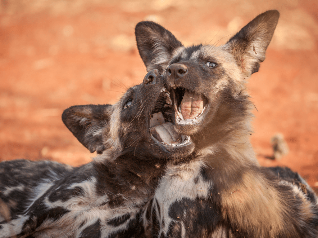 Jaci's Lodges - Madikwe Game Reserve