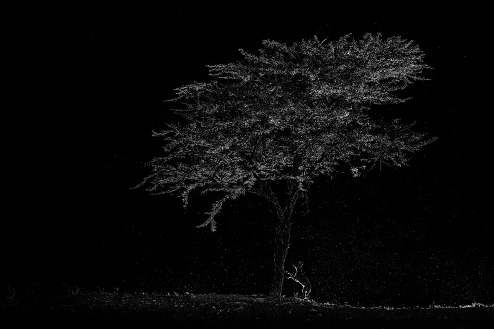 Tree of the Universe, Debabrata Bagchi 