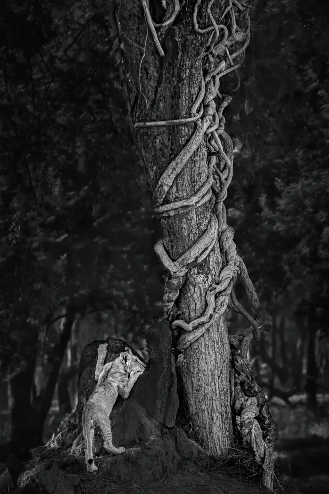 Wonderment by Nicky Kerr