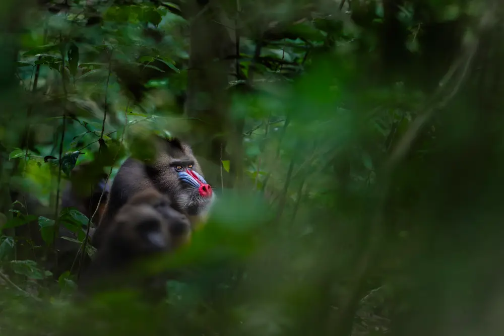 Pangolin Photo Challenge 2025 Idan Katz The Forest Sage by Idan Katz