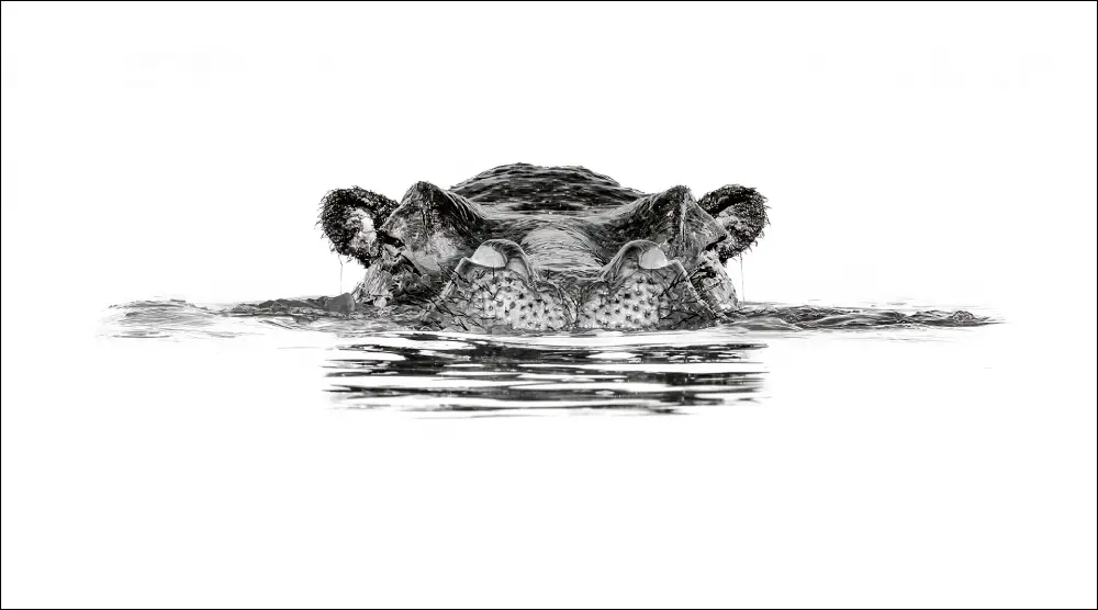 Hippo in Mono by Gary Collyer