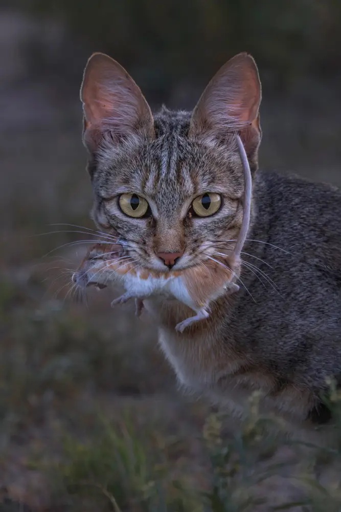 Pangolin Photo Challenge 2025 – Charmaine Joubert Cat and Mouse, Charmaine Joubert