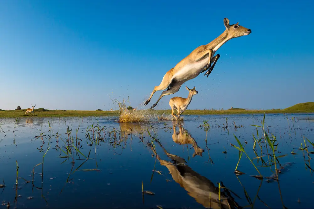 A Leap of Lechwe