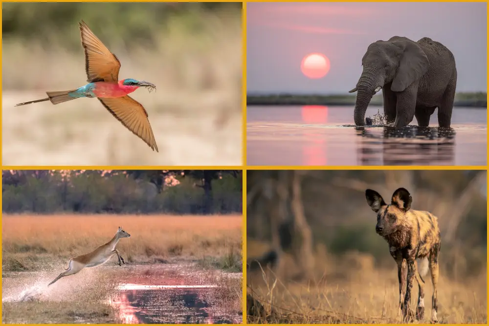 chobe, delta and madikwe