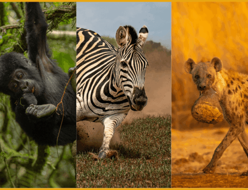 Mammal Behaviour Challenge 2025