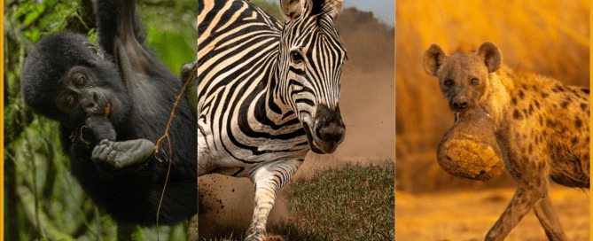 Mammal Behaviour Featured Image