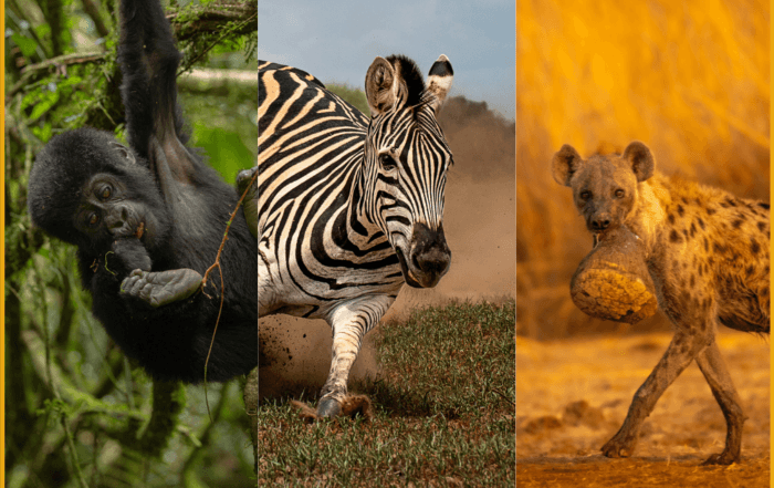 Mammal Behaviour Featured Image