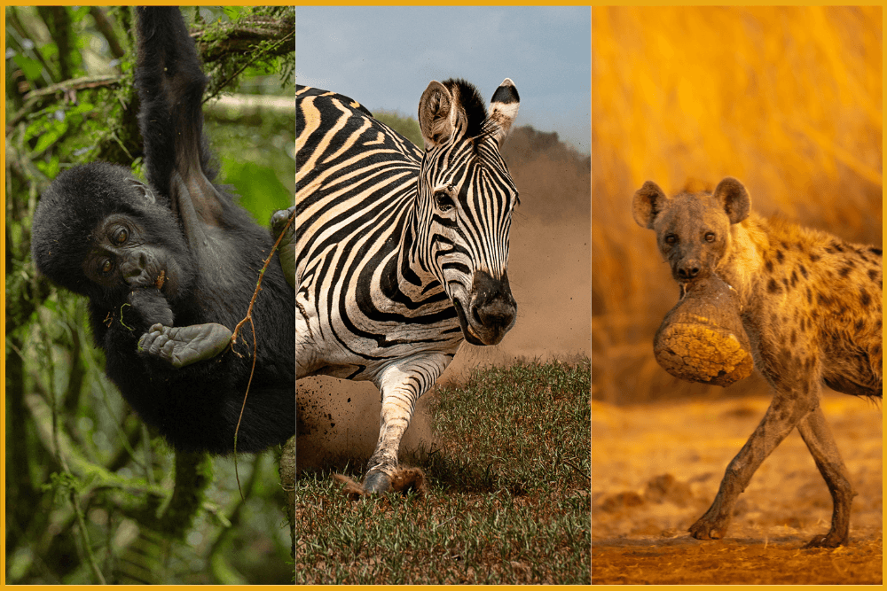 Mammal Behaviour Featured Image