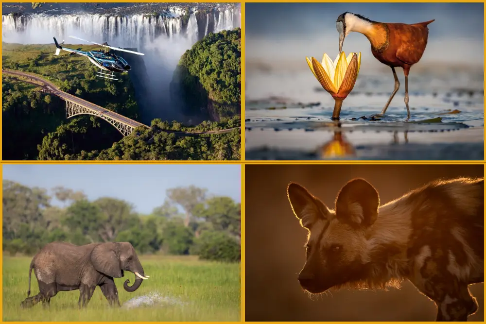vf, chobe, delta madikwe
