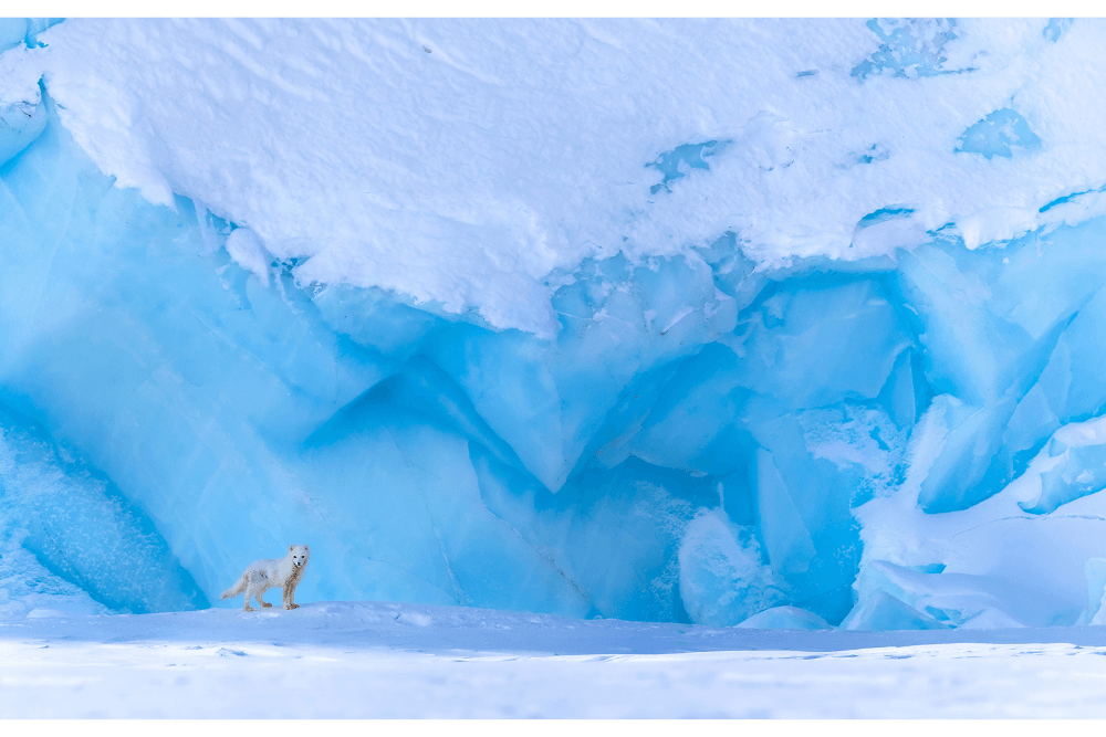arcticfox arcticfox