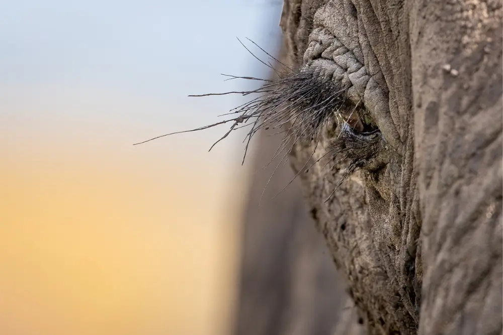 Sabine Stols - Elephant Eye Sabine Stols - Elephant Eye