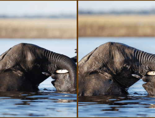 Follow My Edit Episode 1 – Uneven Elephant