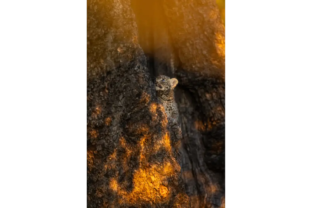 Sabine Stols - Leopard Cub Sabine Stols - Leopard Cub