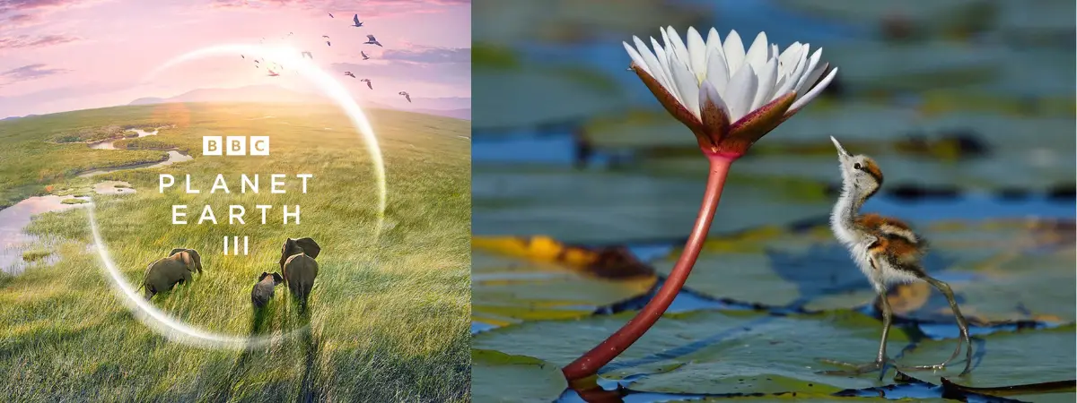 Planet Earth III - Jacanas