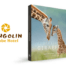 Remembering Giraffes